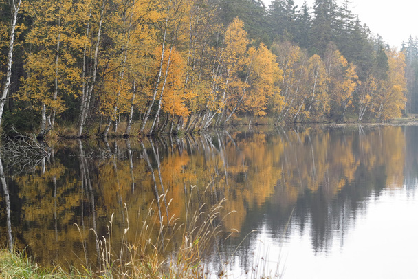 Birches Outono na costa do lago
 - Foto, Imagem