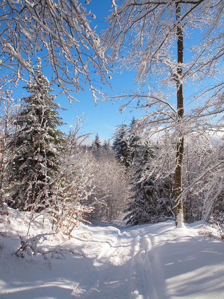 Bosque en invierno
 - Foto, Imagen