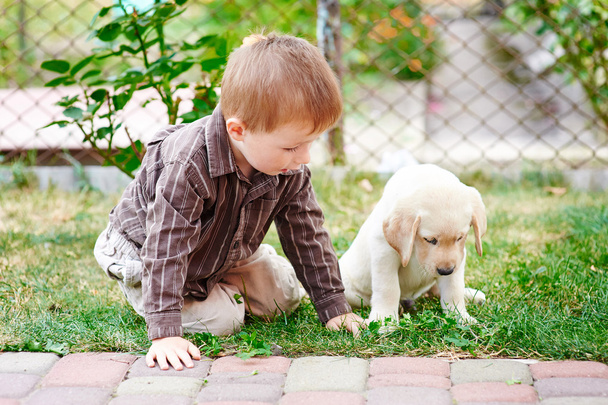 little boy playing with a white Labrador puppy - Photo, Image