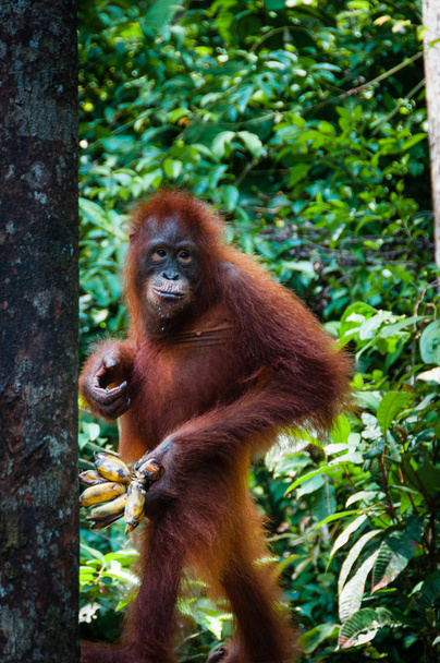 Orángután Utang állandó banánnal a kezében - Fotó, kép