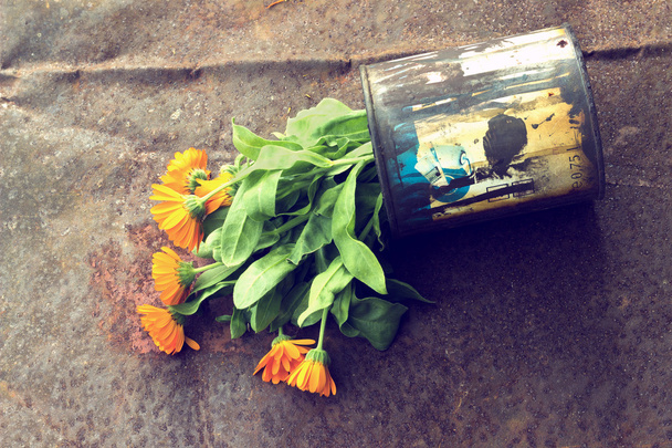 Kutudaki bir kadife çiçeği - Fotoğraf, Görsel