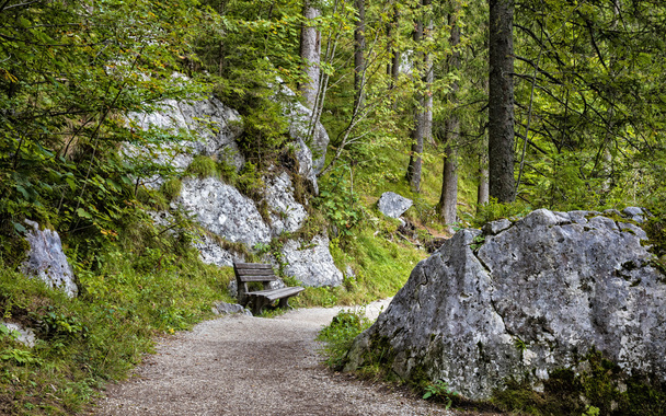 Peyzaj ve Bavyera ormanı - Fotoğraf, Görsel