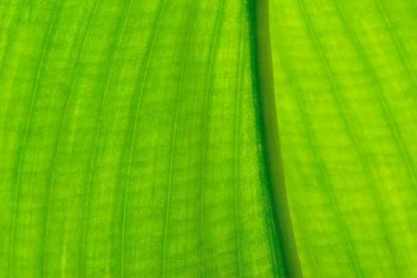 Texture of leaf - Fotó, kép