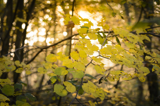 Yellow leaves on tree in the forest - Foto, Imagen