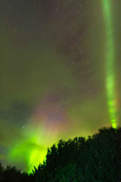 Nordlichter (Polarlichter) über dem Wald - Foto, Bild