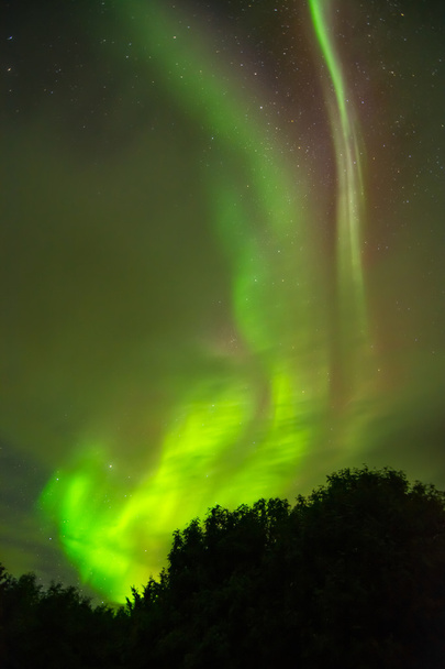 Revontulet (Aurora Borealis) metsän yllä
 - Valokuva, kuva