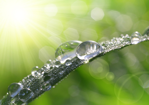 Fresh grass with dew drops closeup. - Photo, Image