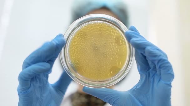 Mikrobiológiai laboratóriumi munka, petri-csészében - Felvétel, videó