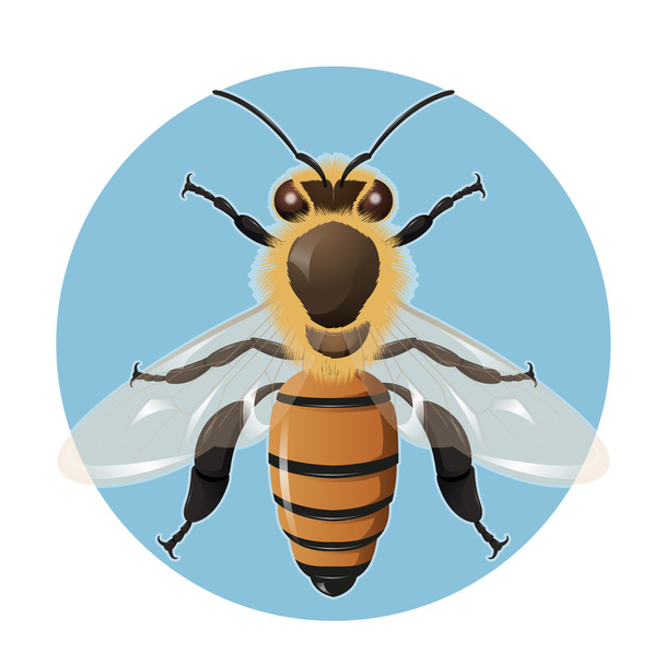Biene auf blauem Hintergrund - Vektor, Bild