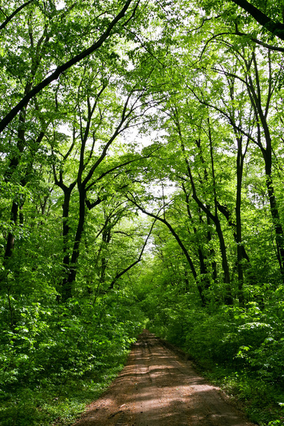 bos groen - Foto, afbeelding
