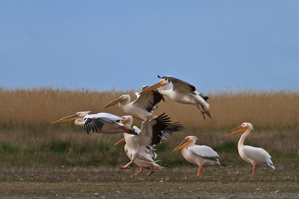 pelikán bílý (Pelecanus onocrotalus - Fotografie, Obrázek