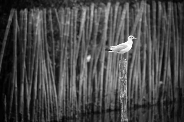 B & W Merilokit seistä bambu meressä
. - Valokuva, kuva