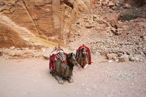Camelos em Jordânia
 - Foto, Imagem