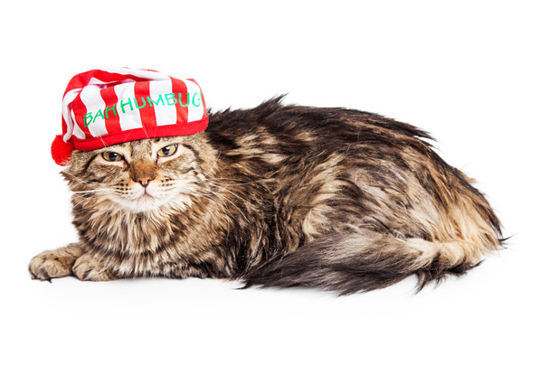 bir Noel pijama şapkası kedi - Fotoğraf, Görsel