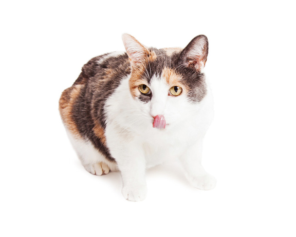 éhes macska nyalás ajkak - Fotó, kép