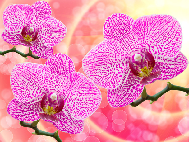 Orchid flower - Fotó, kép
