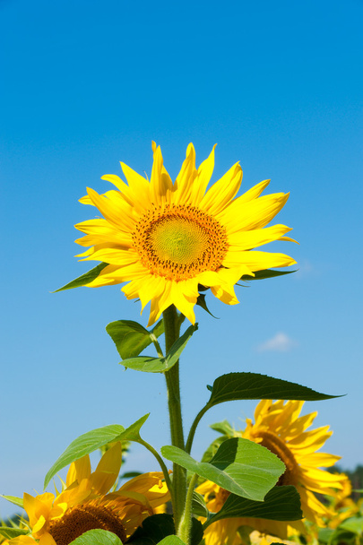 Auringonkukka - Valokuva, kuva