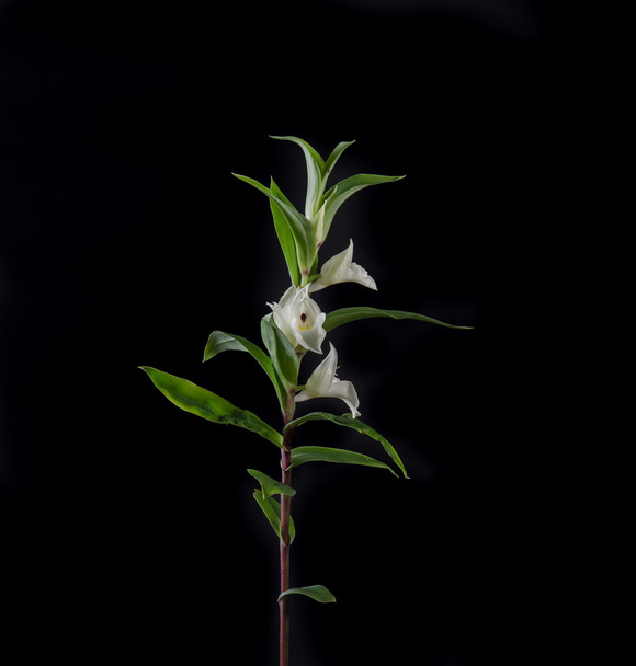 Terrestrial orchid, Brachycorythis henri, native specie terrestr - Photo, Image