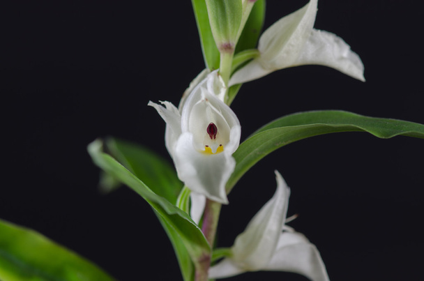 Földfelszíni orchidea, Brachycorythis henri, natív specie terrestr - Fotó, kép