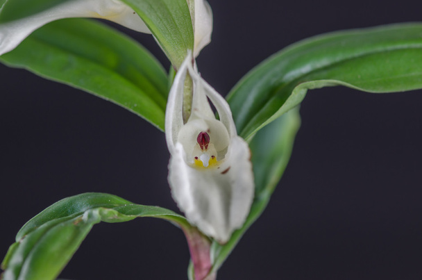 terrestrische Orchidee, brachycorythis henri, einheimische Art terrestr - Foto, Bild