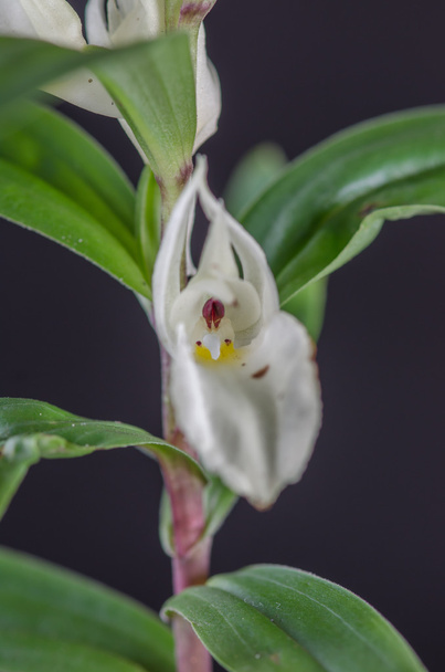 Orquídea terrestre, Brachycorythis henri, especie nativa terrestr
 - Foto, imagen