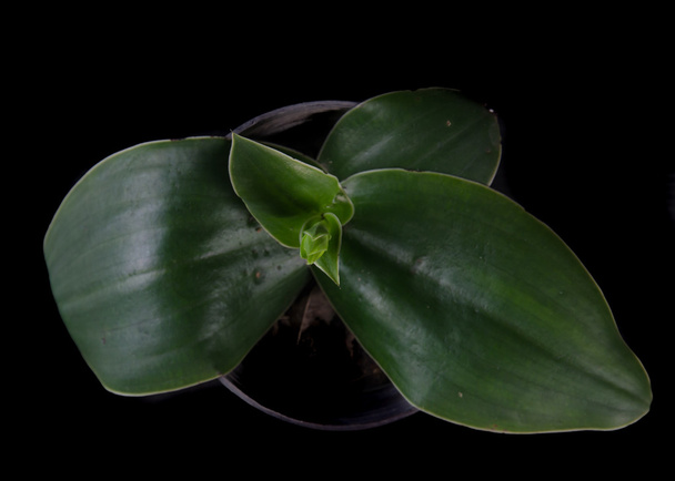 Orquídea terrestre, Pecteilis sagarikii, endémica en el sur-as
 - Foto, imagen