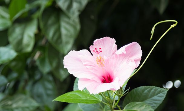 selective focus of hibiscus flower  in the field  - Photo, Image