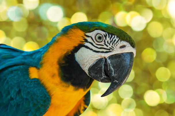 blauwe en gele papegaaien op witte bloem achtergrond - Foto, afbeelding