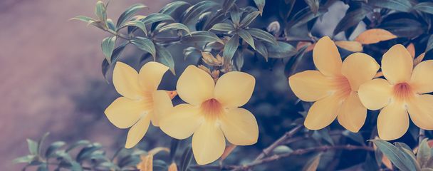 abstract Allamanda yellow flower background,vintage toning,selec - Photo, Image