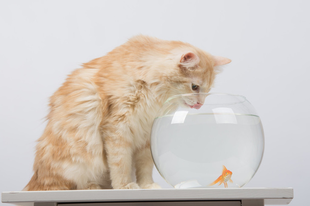 Il gatto beve acqua dall'acquario con pesci rossi
 - Foto, immagini