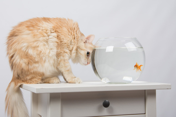 Caccia al gatto guardando i pesci rossi
 - Foto, immagini