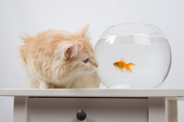 Кошка смотрит на золотую рыбку в аквариуме
 - Фото, изображение