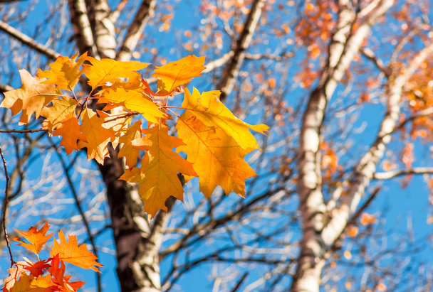 Syksyn lehdet puussa sinistä taivasta vasten aurinkoisena päivänä
 - Valokuva, kuva