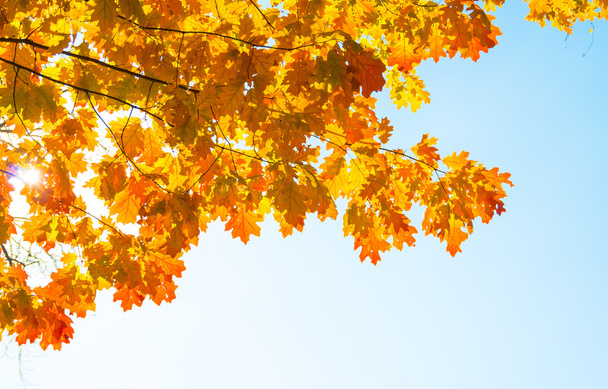 秋の晴れた日に青空と木の上の葉します。 - 写真・画像