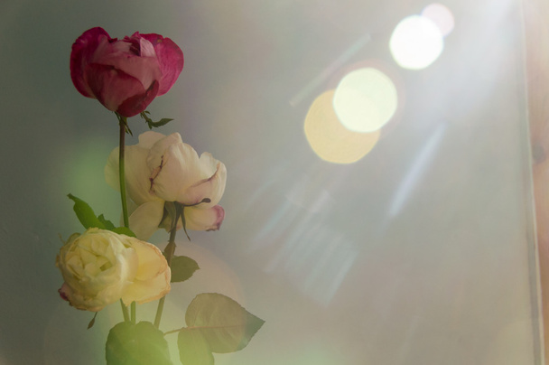 Krásné květy růže - Fotografie, Obrázek