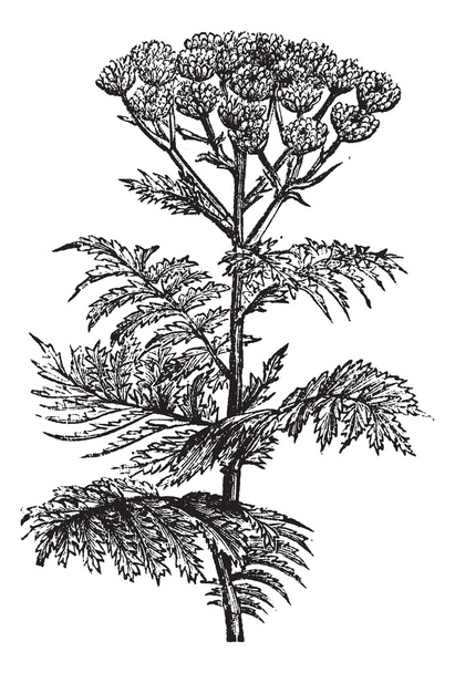 Tansy (Tanacetum vulgare) tai Common Tansy, vuosikerta kaiverrus
. - Vektori, kuva