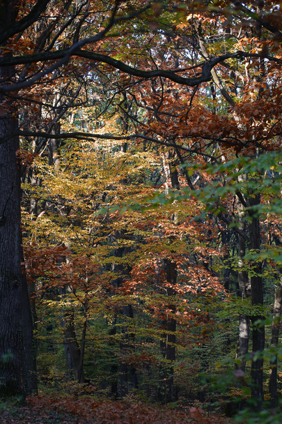 Autumn timber land - Foto, Bild