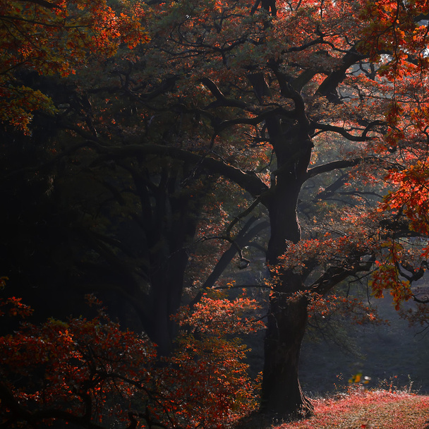 Picturesque autumn oak grove shade - Photo, image