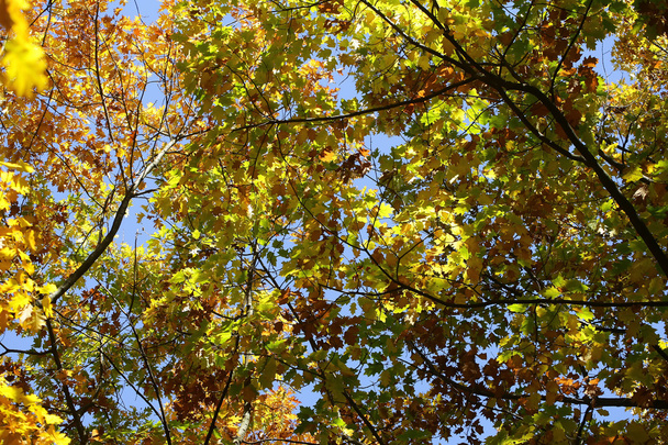 Golden-leaved oak tree  - Foto, Imagem