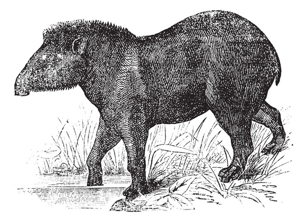 アメリカバク (tapirus americanus) ビンテージ彫刻. - ベクター画像