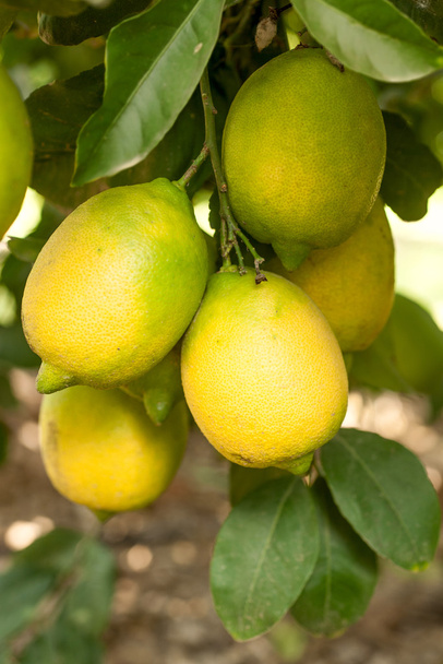 λεμόνια κρεμασμένα στο δέντρο - Φωτογραφία, εικόνα