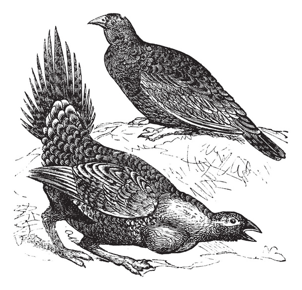 Cock of the Plains (Centrocercus urophasianus) или Sage grouse, f
 - Вектор,изображение