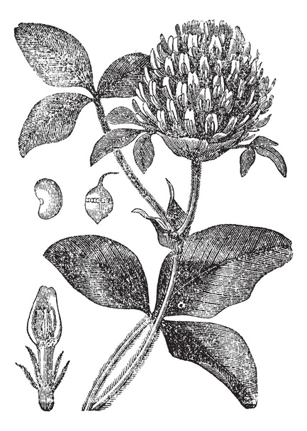 Trébol rojo o Trifolium pratense, grabado vintage
 - Vector, imagen