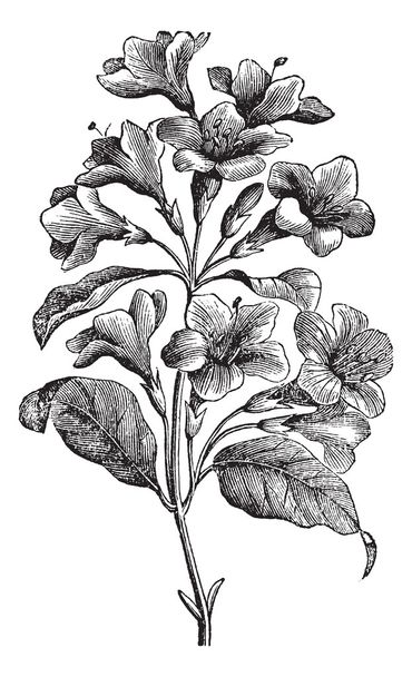 Diervilla rosea gravure vintage
 - Vecteur, image