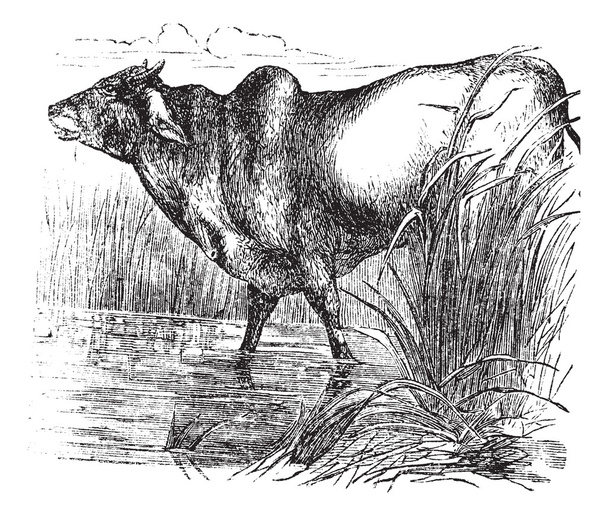 Zeboe of bos primigenius indicus vintage gravure - Vector, afbeelding