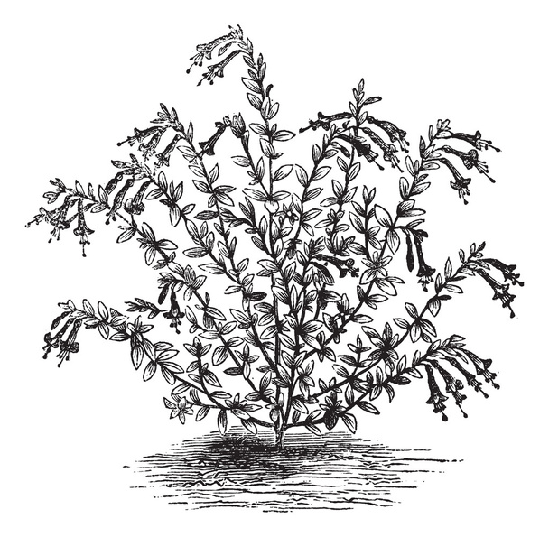 Epilobium canum of zauschneria vintage gravure - Vector, afbeelding