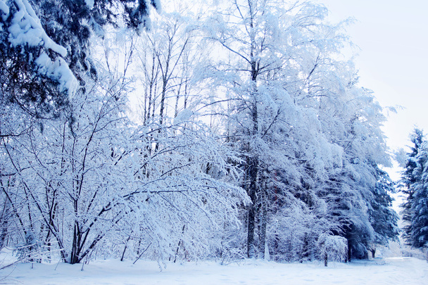 冬公園の森 - 写真・画像