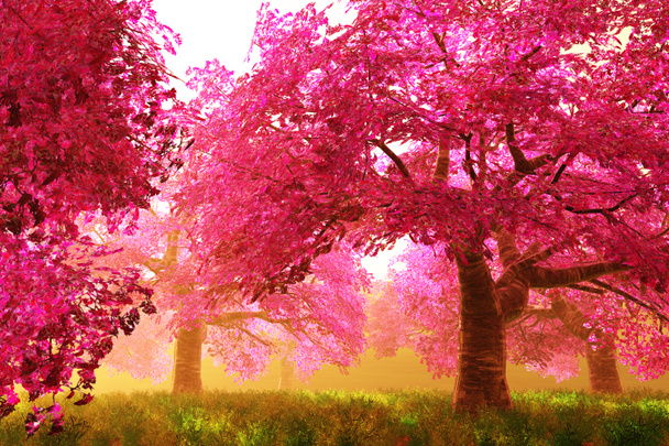 Fleurs de cerisier Arbres 01
 - Photo, image