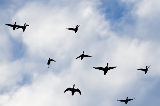 Hejno kachen siluetu v zatažené obloze, jak létají - Fotografie, Obrázek