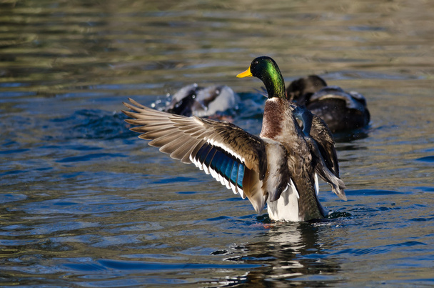 Mallard Duck Stretching Its Wings on the Water - Photo, Image